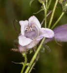 Longsepal beardtongue